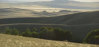 Оренбургский заповедник, Буртинская степь