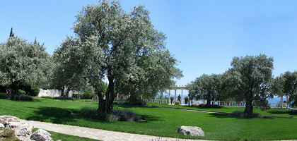 500-летняя маслиновая роща. «Айвазовское», Партенит
