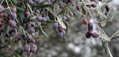 Оливковые деревья, Пафос