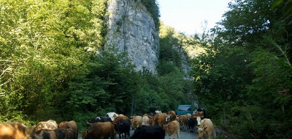 Коровки у гор Гагры, Абхазия