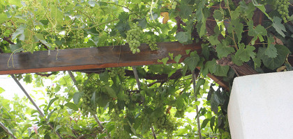 Виноград у частного дома близ Херсониссоса