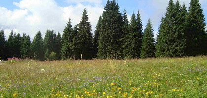 Поляна, Копаоник