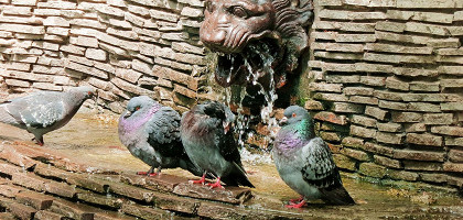 Городской сад в Краснодаре, голуби у фонтана