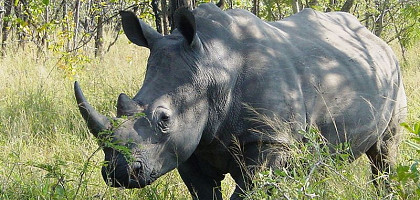 Белый носорог обитает в национальном парке Крюгер
