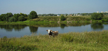 Корова у Дона (напротив посёлка Придонской), Воронежская область