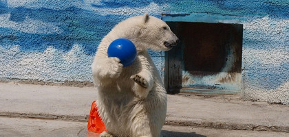 Белый медведь, Ростовский зоопарк, Ростов-на-Дону