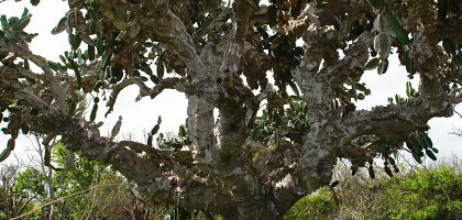 Знаменитое дерево-кактус, Варадеро