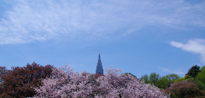 Национальный парк Shinjuku Gyoen в Токио