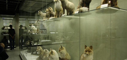 Разнообразие лис, музей Дарвина, Москва