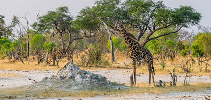 Жираф в национальном парке Хванге, Зимбабве
