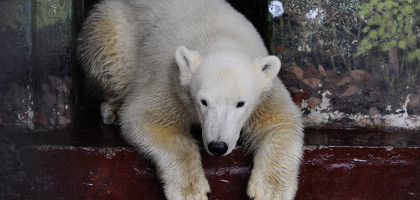 Белая медведица, Пермский зоопарк