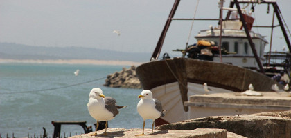 Чайки в порту Эс-Сувейры