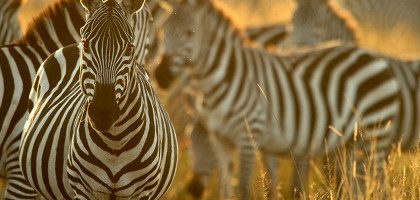 Зебры в национальном парке Масаи-Мара, Кения