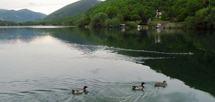Утки на озере Сканно, Абруццо
