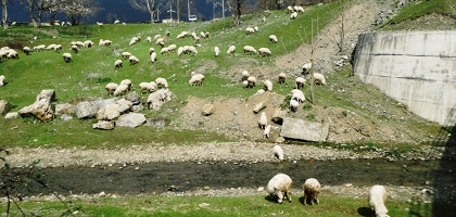 Пастбище овец в Кахетие, Грузия