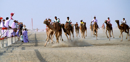 Забеги на верблюдах, Оман