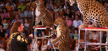 Грозные леопарды, Цирк в Екатеринбурге