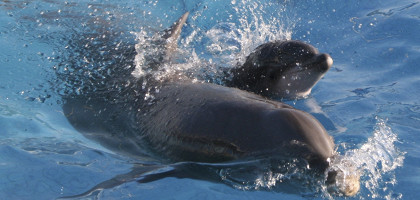 Дельфинарий в Римини, Италия