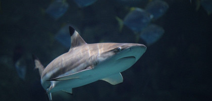 Рифовая черноперая акула, Океанариум в Сочи