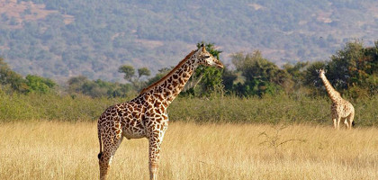 Жираф в Руанде