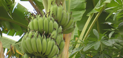 Банановые плантации, Хайнань