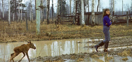 Сумароковская лосиная ферма, приручение лосенка
