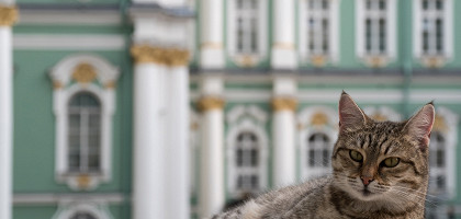 Музейный кот, Эрмитаж