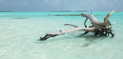Коряга в море, Мальдивские острова