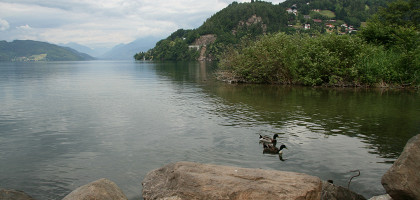 Плавающие по озеру Милльштэттер-Зее уточки, Австрия