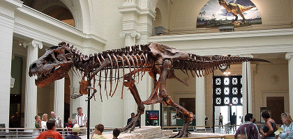 Филдовский музей естественной истории, тираннозавр Сью