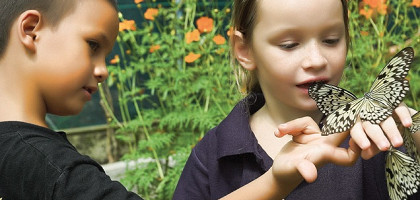 Дети кормят бабочек нектаром, сад бабочек Пхукета