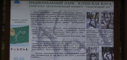 Маршрут «Танцующий лес»
