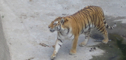 Челябинский зоопарк, амурский тигр