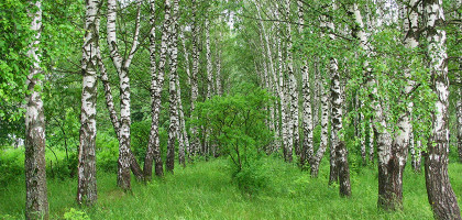 Березовая аллея, Ясная Поляна