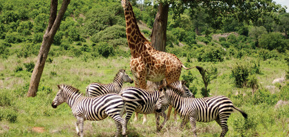 Животный мир Кении