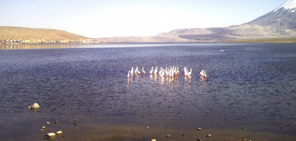 Фламинго в озере Чунгара