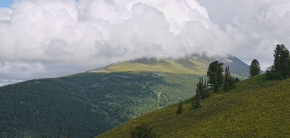 Горный Чарыш, Чарышский заказник