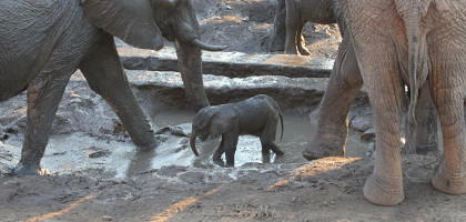 Слоненок с родителями в национальном парке Хванге, Зимбабве
