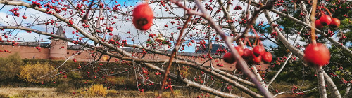Суздаль-2021: классная еда, стильные отели, небанальные развлечения — по вменяемой цене