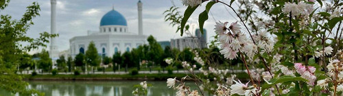 «Кто-то же должен начать»: как Ташкент стал городом кошек