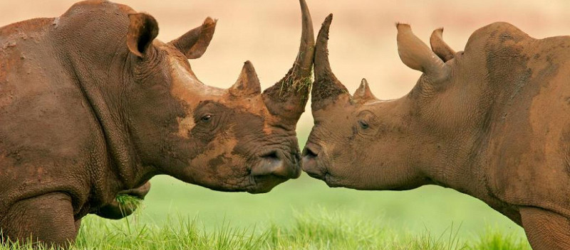 Два носорога, ЮАР