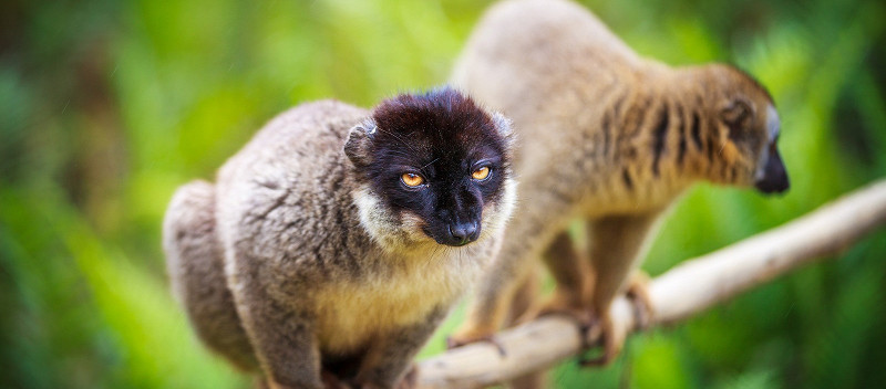 Обыкновенный коричневый лемур Мадагаскара