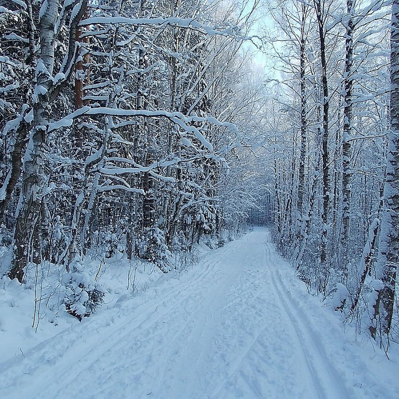 Ржевский лесопарк фото