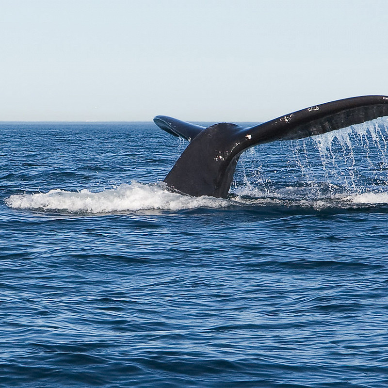 Остров Ванкувер: описание, история, экскурсии, точный адрес