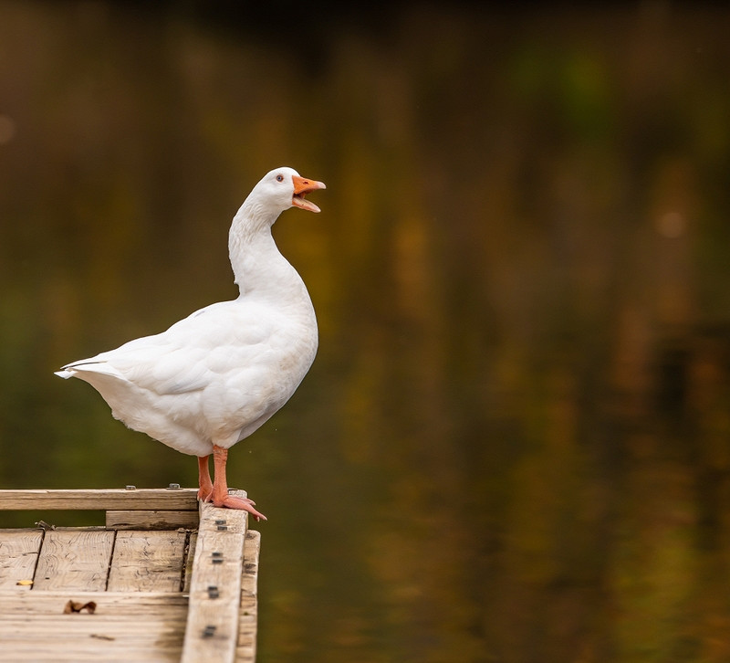 В Новгородской области выберут самого красивого гуся