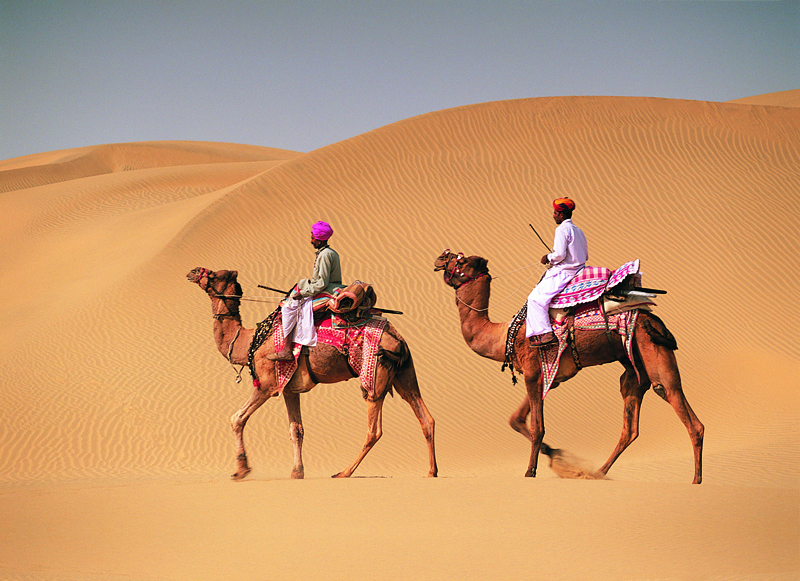 Верблюды в индии