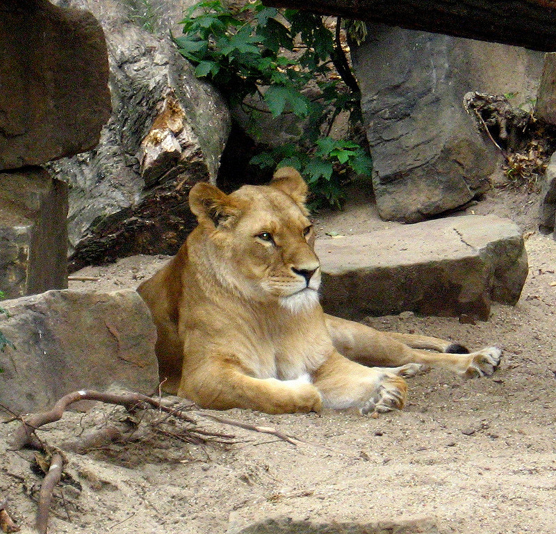 Royal zoo. Зоопарк Артис. Московский зоопарк львица. В голландском зоопарке. Исторические животные.