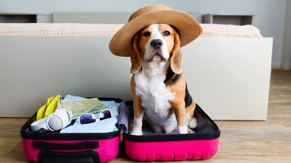 Stati/pet-friendly-oteli-chto-o-nikh-nuzhno-znat