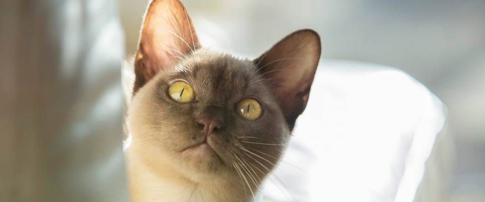 Журнал/Где оставить питомца на время отпуска