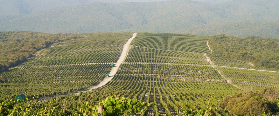 Журнал/Как выбрать wellness-тур на ферму: от расписания до реальных условий жизни